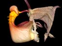Dateiname=Coryanthes_feildingii.jpg
Dateigröße=319KB
Abmessungen: 800x600
hinzugefügt am: 27. Januar 2012 Coryanthes_feildingii.jpg