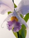 C_lab_coer_0034-28629.jpg