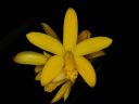 Dateiname=Laelia-flava.jpg
Dateigröße=153KB
Abmessungen: 800x600
hinzugefügt am: 07. Februar 2012 Laelia-flava.jpg