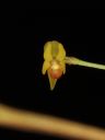 Dateiname=Lepanthes_spec_.jpg
Dateigröße=248KB
Abmessungen: 600x800
hinzugefügt am: 28. Januar 2012 Lepanthes_spec_.jpg