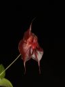 Dateiname=Lepanthes_tsubotae2.jpg
Dateigröße=265KB
Abmessungen: 600x800
hinzugefügt am: 28. Januar 2012 Lepanthes_tsubotae2.jpg