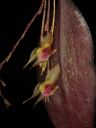 Lepanthes_vareschii2.jpg