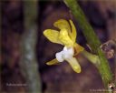 Dateiname=Malleola_baliensis_01.jpg
Dateigröße=75KB
Abmessungen: 700x560
hinzugefügt am: 28. Januar 2012 Malleola_baliensis_01.jpg