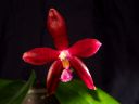 Dateiname=Corningosa_1404_01_klein.JPG
Dateigröße=318KB
Abmessungen: 800x600
hinzugefügt am: 06. April 2014 Corningosa_1404_01_klein.JPG