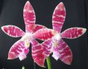 Dateiname=Mamboxtetraspisa.jpg
Dateigröße=71KB
Abmessungen: 800x625
hinzugefügt am: 08. April 2012 Mamboxtetraspisa.jpg