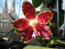 Dateiname=Phal_Jade_Gold_03.jpg
Dateigröße=124KB
Abmessungen: 800x600
hinzugefügt am: 08. April 2012 Phal_Jade_Gold_03.jpg