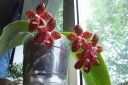 Dateiname=Phal_Red_Jaguar_04a.jpg
Dateigröße=114KB
Abmessungen: 800x533
hinzugefügt am: 08. April 2012 Phal_Red_Jaguar_04a.jpg