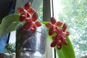 Phal_Red_Jaguar_04a.jpg