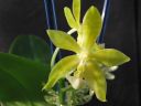 Dateiname=Phal_Su_An_Cricket_06.jpg
Dateigröße=320KB
Abmessungen: 800x600
hinzugefügt am: 09. April 2012 Phal_Su_An_Cricket_06.jpg