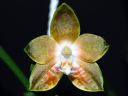 Dateiname=1001_venosa.jpg
Dateigröße=205KB
Abmessungen: 800x600
hinzugefügt am: 09. April 2012 1001_venosa.jpg