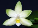 Dateiname=1006_Phal_violacea.jpg
Dateigröße=135KB
Abmessungen: 800x600
hinzugefügt am: 09. Februar 2013 1006_Phal_violacea.jpg