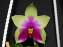 Dateiname=1017_Phal_bellina1.jpg
Dateigröße=141KB
Abmessungen: 800x600
hinzugefügt am: 11. Juli 2013 1017_Phal_bellina1.jpg