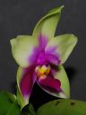 Dateiname=1017_Phal_bellina2.jpg
Dateigröße=156KB
Abmessungen: 600x800
hinzugefügt am: 11. Juli 2013 1017_Phal_bellina2.jpg