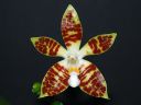 Dateiname=1033_Phal_sumatrana.jpg
Dateigröße=98KB
Abmessungen: 800x600
hinzugefügt am: 28. Mai 2012 1033_Phal_sumatrana.jpg