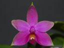 Dateiname=1034_Phal_violacea.jpg
Dateigröße=76KB
Abmessungen: 800x600
hinzugefügt am: 09. Februar 2013 1034_Phal_violacea.jpg