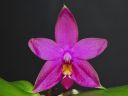 Dateiname=1038_Phal_violacea.jpg
Dateigröße=107KB
Abmessungen: 800x600
hinzugefügt am: 09. Februar 2013 1038_Phal_violacea.jpg