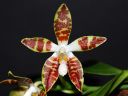 Dateiname=1073_Phal_sumatrana.jpg
Dateigröße=170KB
Abmessungen: 800x600
hinzugefügt am: 28. Mai 2012 1073_Phal_sumatrana.jpg
