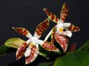 Dateiname=1073_Phal_sumatrana1.jpg
Dateigröße=151KB
Abmessungen: 800x600
hinzugefügt am: 28. Mai 2012 1073_Phal_sumatrana1.jpg