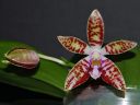 Dateiname=1075_Phal_corningiana.jpg
Dateigröße=92KB
Abmessungen: 800x600
hinzugefügt am: 28. Mai 2012 1075_Phal_corningiana.jpg