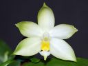 Dateiname=1079_Phal_violacea.jpg
Dateigröße=98KB
Abmessungen: 800x600
hinzugefügt am: 09. Februar 2013 1079_Phal_violacea.jpg