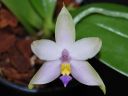 Dateiname=109_violacea.jpg
Dateigröße=89KB
Abmessungen: 800x600
hinzugefügt am: 11. Februar 2012 109_violacea.jpg