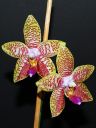 115_Orchid_World.jpg