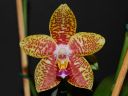 115_Orchid_World1.jpg