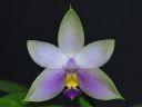 Dateiname=1193_Phal_violacea.jpg
Dateigröße=84KB
Abmessungen: 800x600
hinzugefügt am: 09. Februar 2013 1193_Phal_violacea.jpg