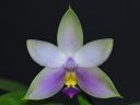 1193_Phal_violacea.jpg