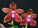 Dateiname=1194_Phal_corningiana.jpg
Dateigröße=121KB
Abmessungen: 800x600
hinzugefügt am: 16. Juni 2012 1194_Phal_corningiana.jpg