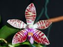 Dateiname=1195_Phal_corningiana.jpg
Dateigröße=137KB
Abmessungen: 800x600
hinzugefügt am: 16. Juni 2012 1195_Phal_corningiana.jpg