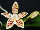 Dateiname=1196_Phal_zebrina.jpg
Dateigröße=96KB
Abmessungen: 800x600
hinzugefügt am: 16. Juni 2012 1196_Phal_zebrina.jpg