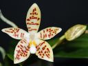 1196_Phal_zebrina.jpg