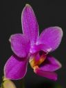 Dateiname=123_Phal_Equalacea1.jpg
Dateigröße=110KB
Abmessungen: 600x800
hinzugefügt am: 09. Februar 2013 123_Phal_Equalacea1.jpg