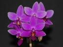 Dateiname=123_Phal_Equalacea2.jpg
Dateigröße=91KB
Abmessungen: 800x600
hinzugefügt am: 09. Februar 2013 123_Phal_Equalacea2.jpg