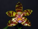 Dateiname=129_fasciata.jpg
Dateigröße=173KB
Abmessungen: 800x600
hinzugefügt am: 24. Juni 2012 129_fasciata.jpg