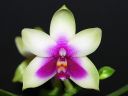 1369_Phal_bellina.jpg