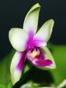 1369_Phal_bellina3.jpg