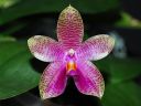 1380_Phal_Gigabell.jpg