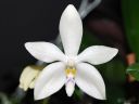 1400_Phal_tetraspis.jpg