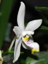 1400_Phal_tetraspis1.jpg