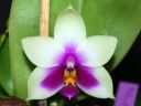 1407_Phal_bellina.jpg