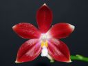 1408_Phal_speciosa3.jpg