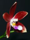 1408_Phal_speciosa4.jpg