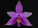 Dateiname=15_violacea.jpg
Dateigröße=83KB
Abmessungen: 800x600
hinzugefügt am: 11. Februar 2012 15_violacea.jpg