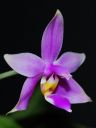 Dateiname=15_violacea1.jpg
Dateigröße=83KB
Abmessungen: 600x800
hinzugefügt am: 11. Februar 2012 15_violacea1.jpg