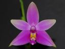 Dateiname=16_violacea.jpg
Dateigröße=160KB
Abmessungen: 800x600
hinzugefügt am: 11. Februar 2012 16_violacea.jpg