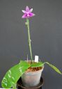 Dateiname=16_violacea1.jpg
Dateigröße=77KB
Abmessungen: 559x800
hinzugefügt am: 11. Februar 2012 16_violacea1.jpg