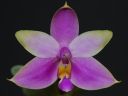Dateiname=172_violacea.jpg
Dateigröße=164KB
Abmessungen: 800x600
hinzugefügt am: 11. Februar 2012 172_violacea.jpg