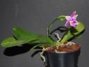 Dateiname=172_violacea1.jpg
Dateigröße=149KB
Abmessungen: 800x600
hinzugefügt am: 11. Februar 2012 172_violacea1.jpg